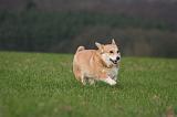 CORGI PEMBROKE 1455